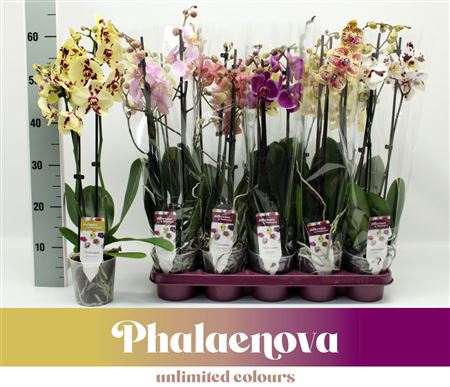Phal 3st Mix 18+ (phalaenova)