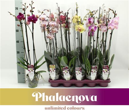 Phal 3st Taiwan Mix 18+ (phalaenova)