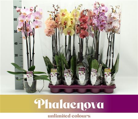 Phal 3st Taiwan Mix 18+ (phalaenova)