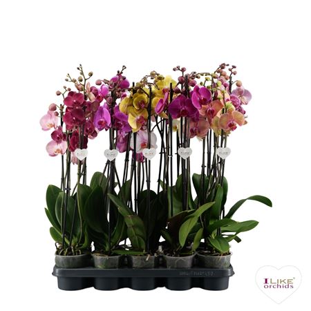 Phal 3st Mix 22+ (лево)