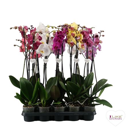 Phal 2st Mix 22+ (levo)