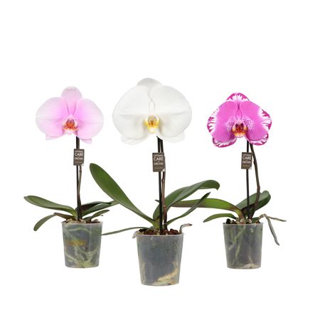 Phal 1st Singolo Mix 1+ (opti)