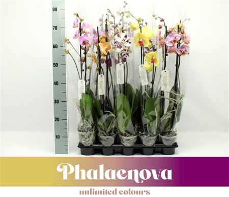 Phal 2st Mix 12+ (phalaenova)