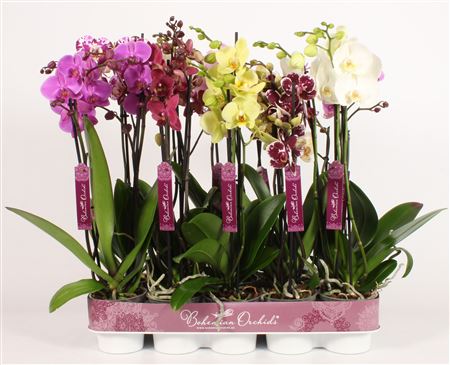 Phal 3st Bohemian 18+ (piko)