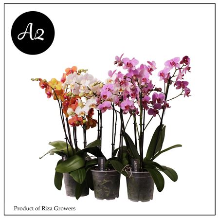 Phal 3st Marvellous Combination A2 Mix 15+ (orchid