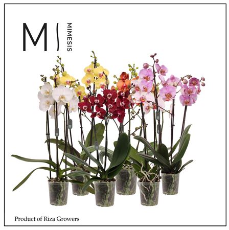Phal 3st Mix 20+ (mimesis)