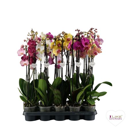 Phal 3st Mix 20+ (levo)