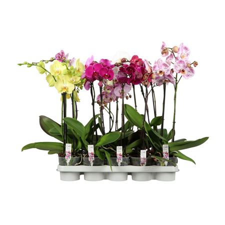 Phal 1-2-3st Mix A2 (opti)