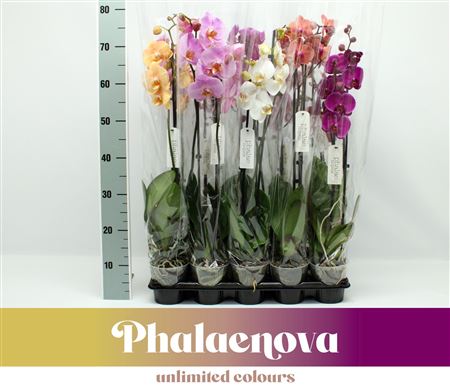 Phal 2st Mix 12+ (phalaenova)