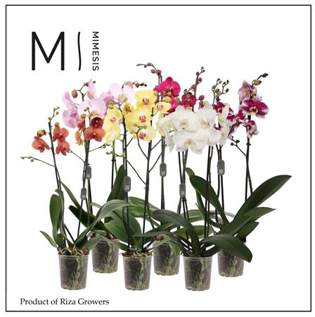 Phal 2st Mix 16+ (orchid Growers)