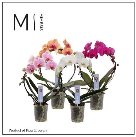 Phal Moon Mix Bow 16+ (mimesis)