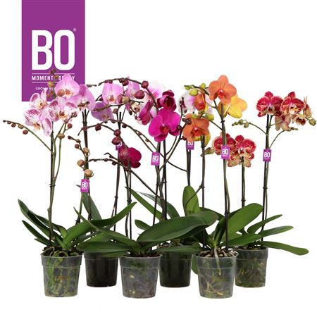 Phal 2st Brown Yellow (opti)