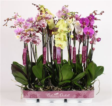 Phal 3st Mix 18+ (piko)