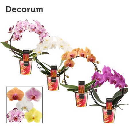 Phal Bow Mix (dec)