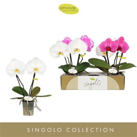 Phal 2st Singolo Mix (opti)