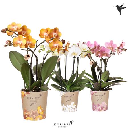 Phal Kolibri 4st Jewel Mix 40+ (ok)
