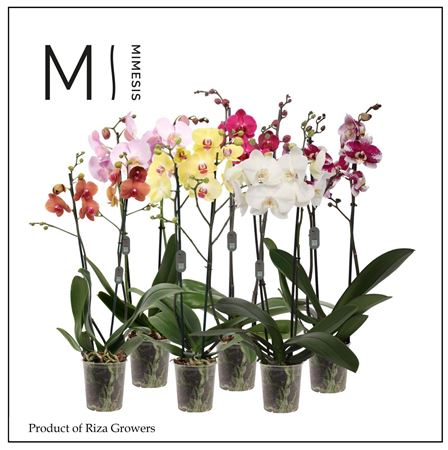 Phal 2st Mix Mimesis 16+ (orchid Growers)