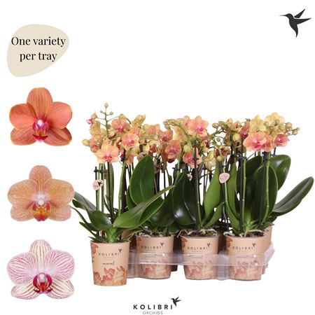 Phal 3st Kolibri Orchids Brown 26+ (ok)