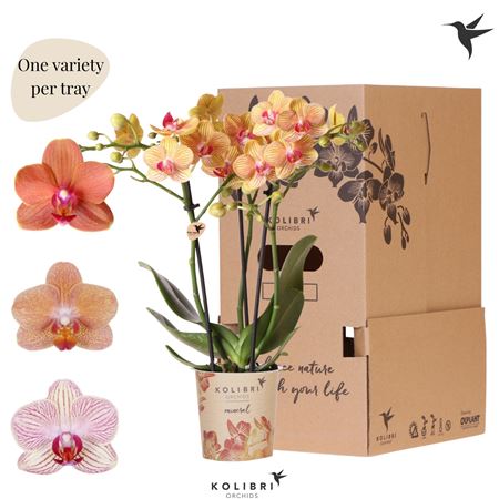 Phal 3st Orange 26+no Sleeve (ok)