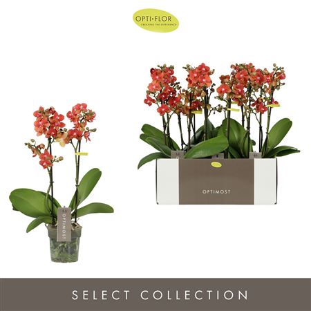Phal 2st Optimost Thor