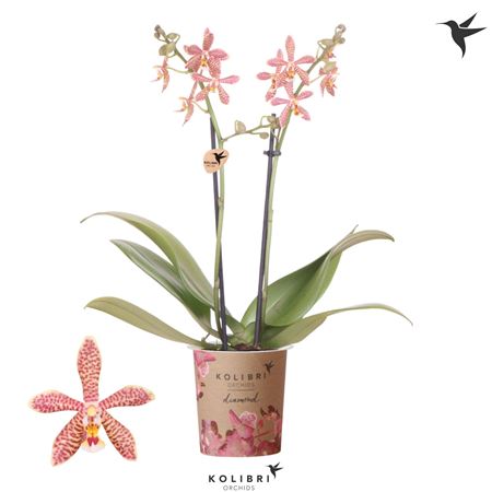 Phal 2st Spider Orange 22+ (ok)