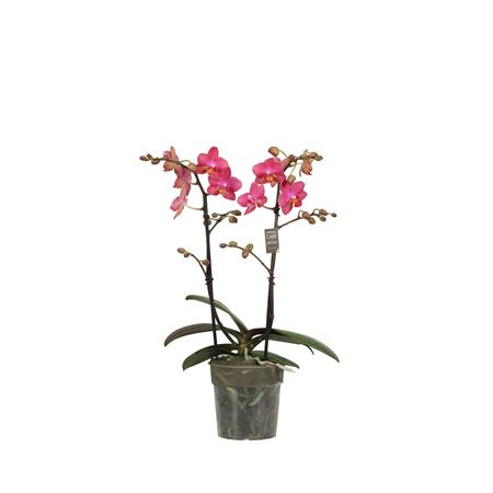 Fragrance P12 Floral 2 Spike