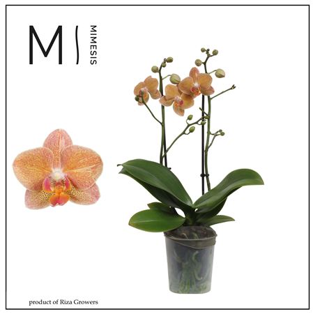 Phal 2st Goldrush (mimesis)