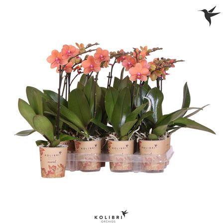 Phal 1st Kolibrie Orange 10+ (ok)