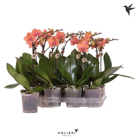 Phal 1st Orange 10+ (ok)