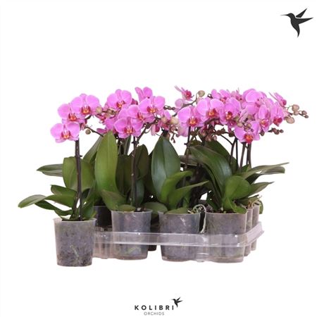 Phal Kolibri 1st Violet 10+ (ok)
