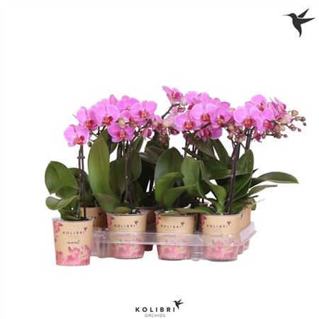 Phal Kolibri 1st Violet 10+ (ok)