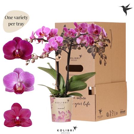 Phal 2st Violet 2 Spike No Sleeve (ok)