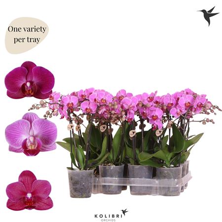 Phal 2st Violet 22+ (ok Plant)