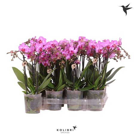 Phal Kolibri Violet 3st