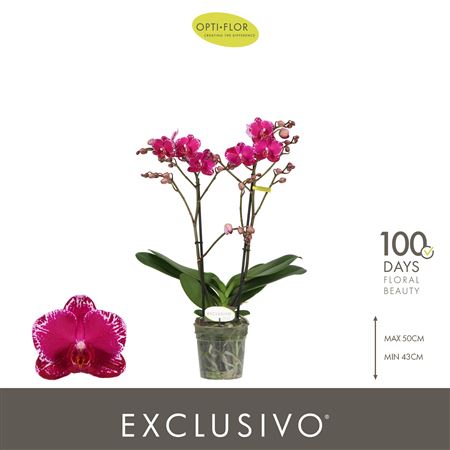 Phal 1st Asian Violin