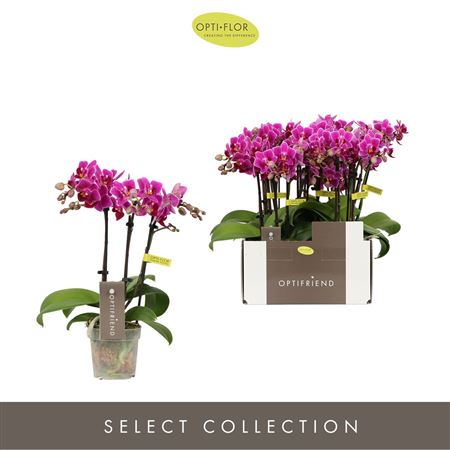 Phal 3st Fay 15+ (opti)