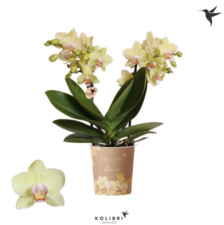 Phal Little Kolibri 2st Paraguay 22+ (ok)