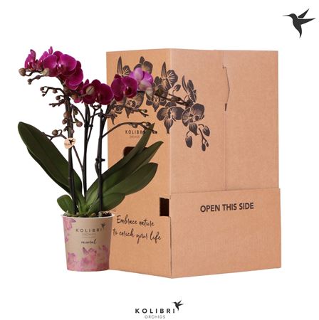 Phal Kolibri Violet 3st No Sleeve