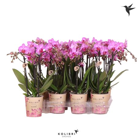 Phal Little Kolibri 3st Violet 40+ (ok)