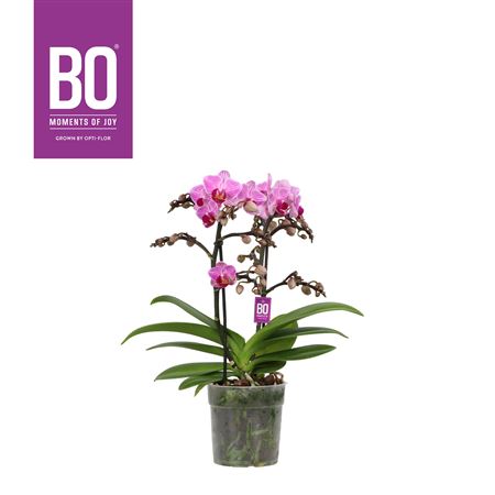 Flora P12 Bo Delight 2 Spike
