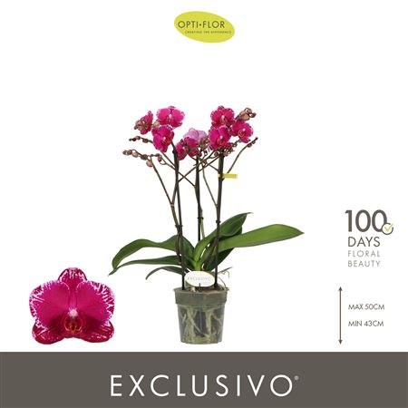Phal 3st Exclusivo Asian Violin 25+ (opti)