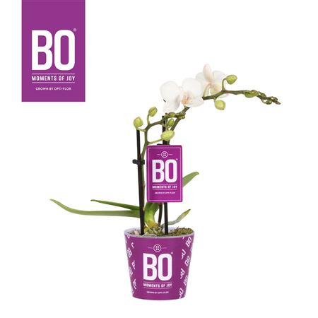 Phal 2st My Monro Wit (opti)