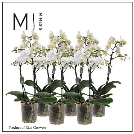 Phal 2st Multi White 22+(mimesis)