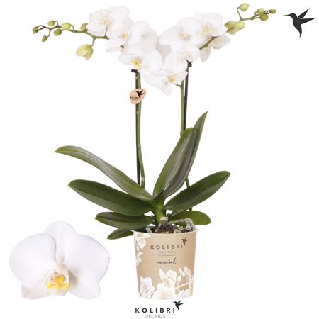 Phal Little Kolibri 2st Sweden 22+ (ok)
