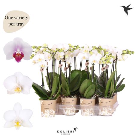 Phal Kolibri 2st White 22+ (ok)