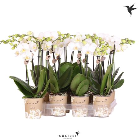 Phal Kolibri 2st White 22+ (ok)