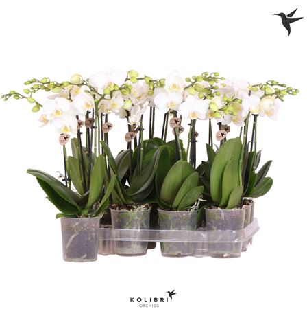 Phal 2st White 22+ No Labe