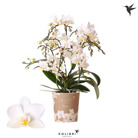 Phal Little Kolibri 4st Liberty White 50+ (ok)