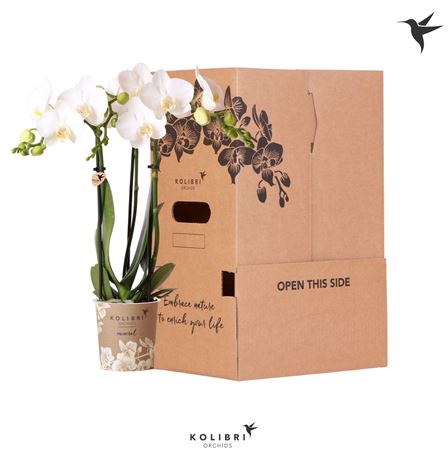 Phal 3st White 3 No Sleeve (ok)