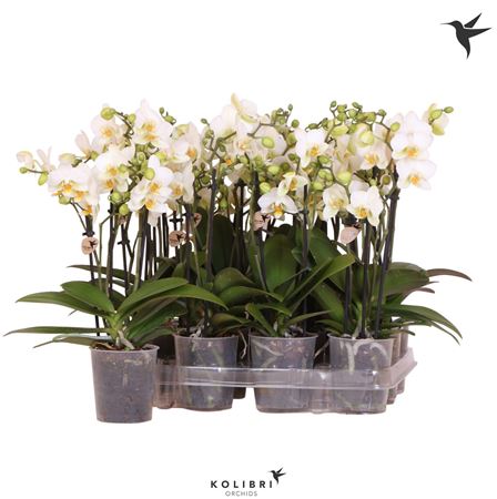 Phal 3st White (ok)